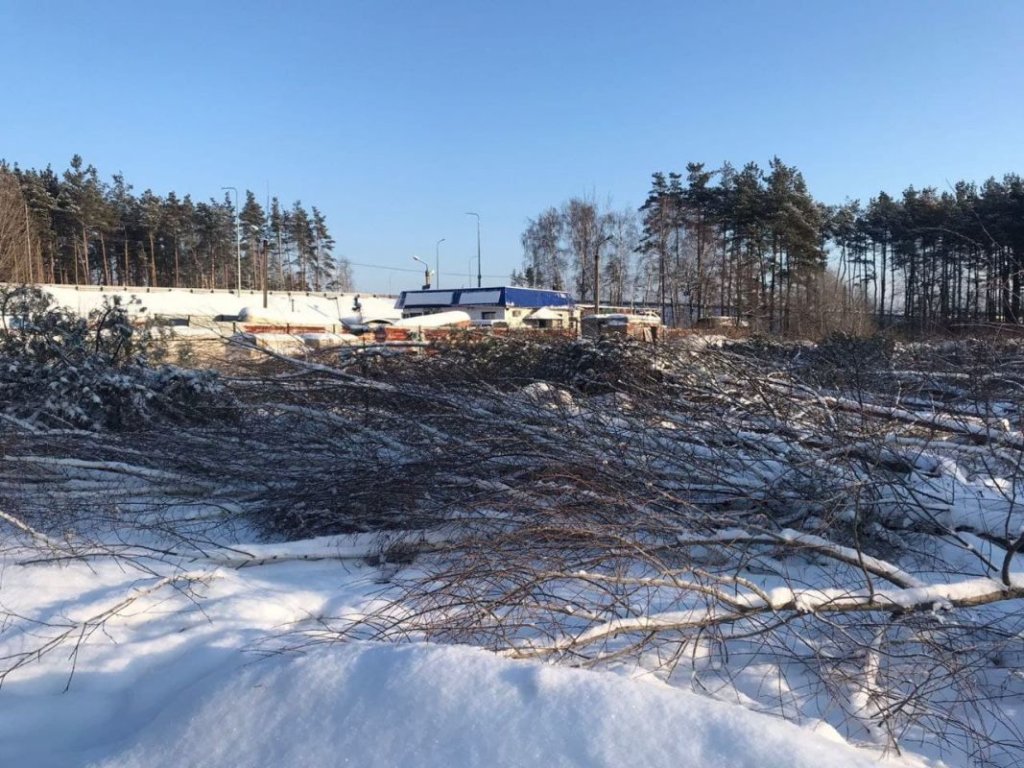 В Воронеже остановили незаконную вырубку деревьев