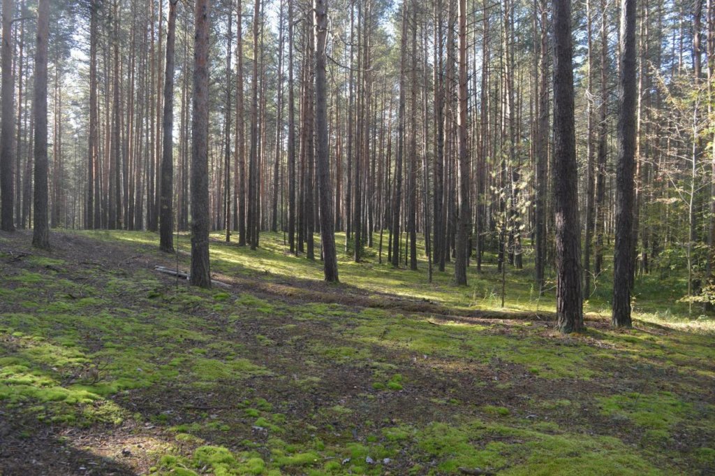 Экопарк «Южный лес» в Перми возьмут под охрану