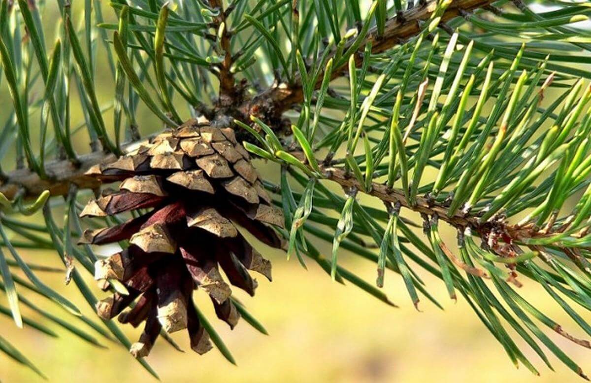 Обычная хвойная. Хвоинки сосны обыкновенной. Pinus Sylvestris. Сосна обыкновенная Pinus Sylvestris. Pinus Sylvestris шишки.