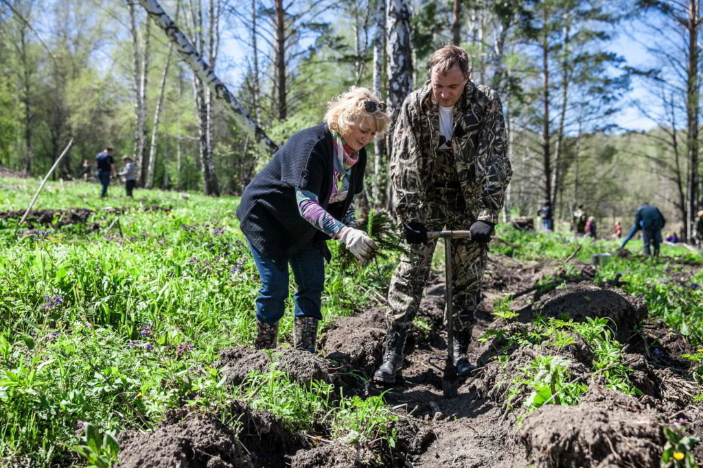 В Кузбассе достигли баланса между потерями леса и его восстановлением