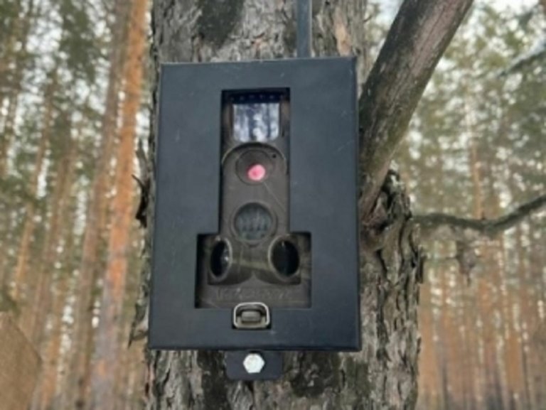 В Свердловской области лесные фотоловушки помогают фиксировать нарушения