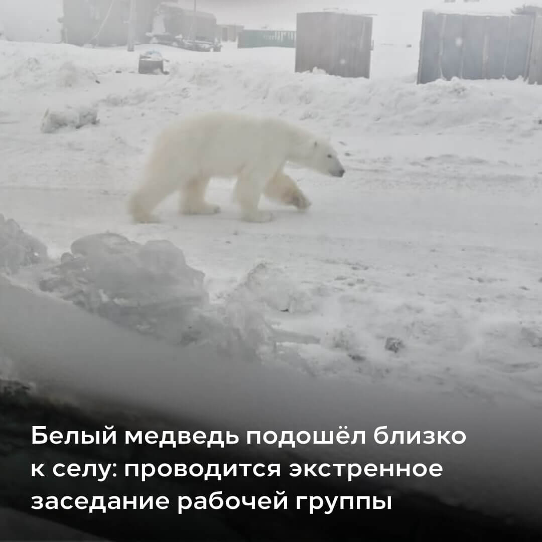 В селе Чукотского района белый медведь загрыз трех собак ⋆ НИА 