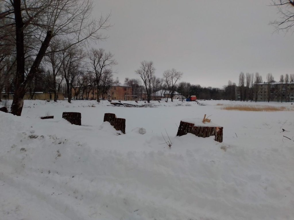 В Балашове под видом благоустройства срубили около 30 деревьев