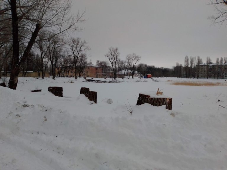 В Балашове под видом благоустройства срубили около 30 деревьев