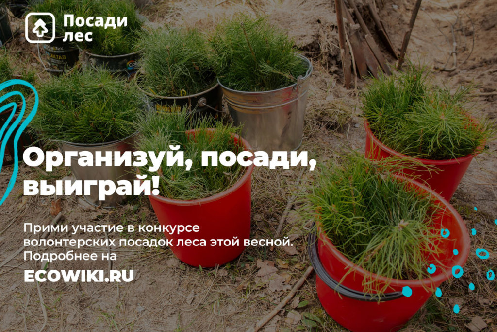 За посадку леса можно получить премию