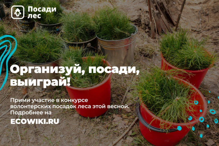 За посадку леса можно получить премию