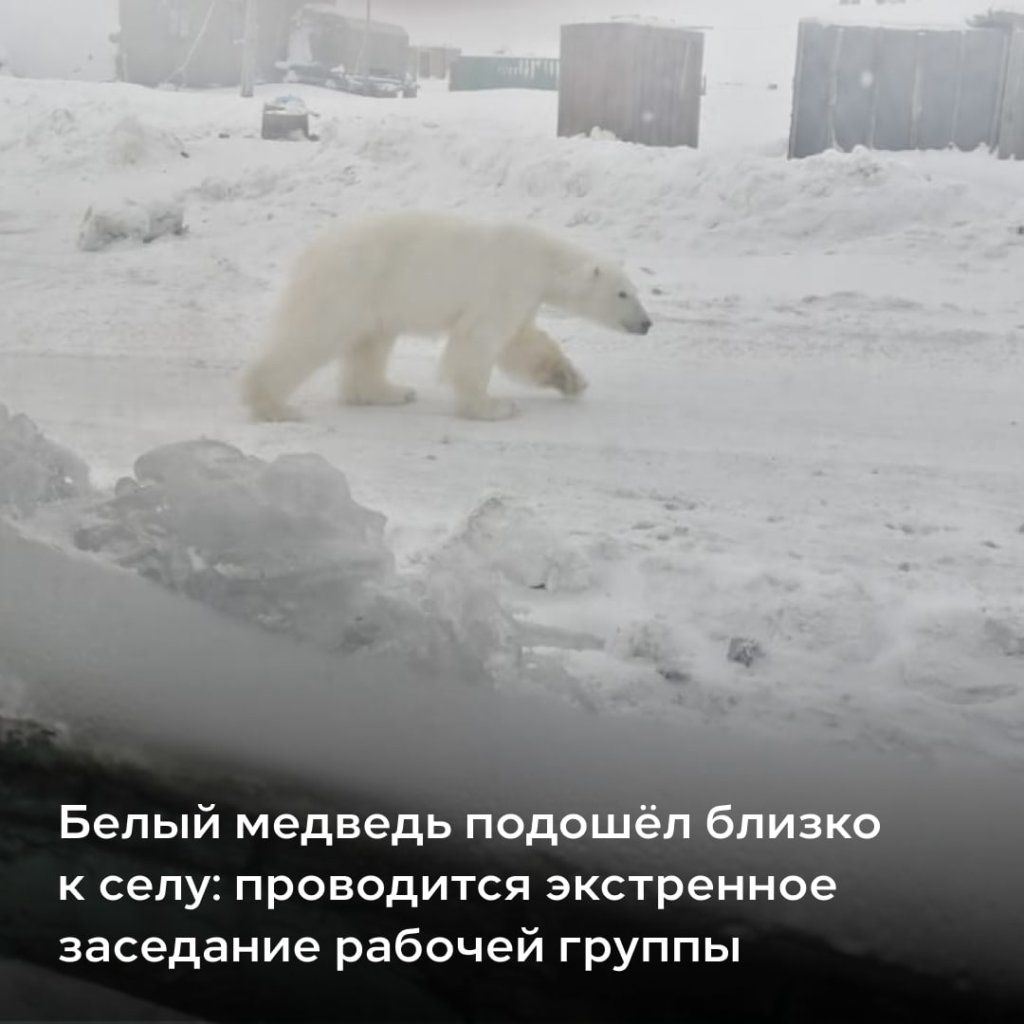 В селе Чукотского района белый медведь загрыз трех собак