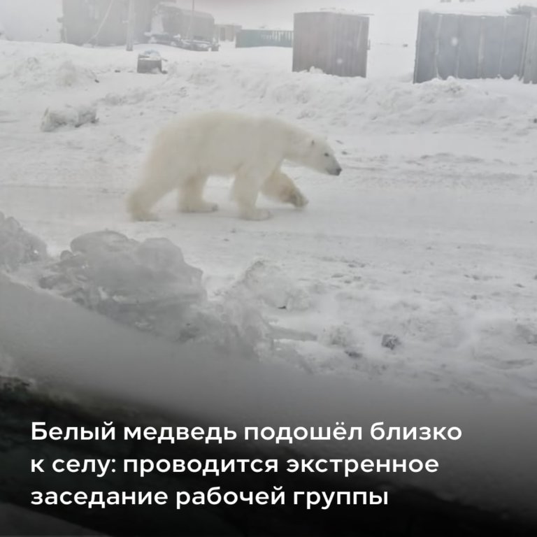 В селе Чукотского района белый медведь загрыз трех собак