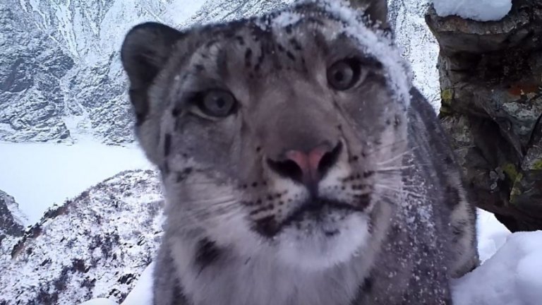 В Саяно-Шушенском заповеднике заметили новых снежных барсов