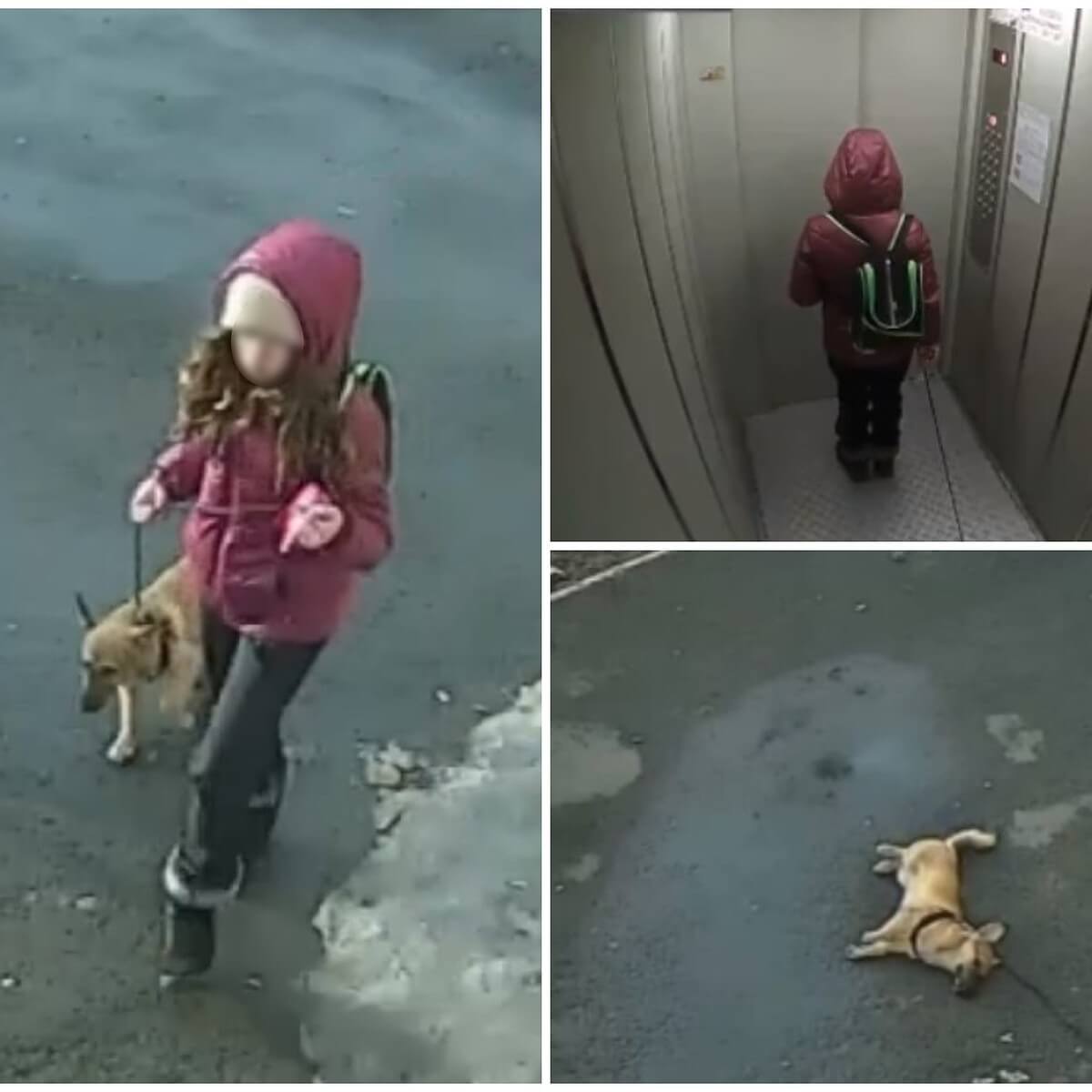 Выкидываешь увиденный заметишь мучимый. Девочка выбросила собаку с 20 этажа. Девушка выбросила щенка.