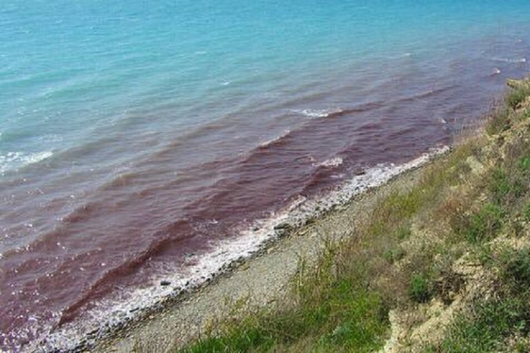 В Анапе покраснело Чёрное море