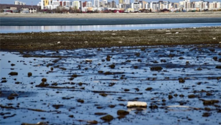 В Челябинской области мелеет и цветёт Шершнёвское водохранилище