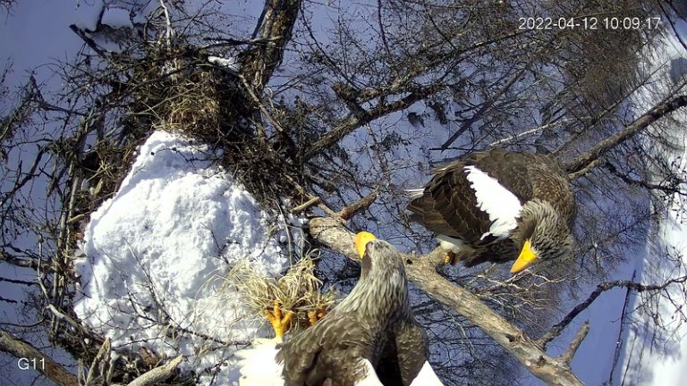 У гнезда белоплечего орлана установили онлайн-камеру