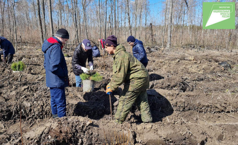 «Сад памяти» из 3,5 тысяч сосен разбили в Сенгилеевском лесничестве Ульяновской области