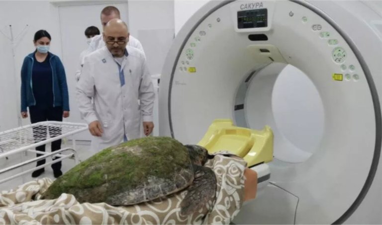 Краснокнижная черепаха стала пациенткой горбольницы в Анапе