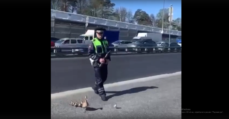 Московские полицейские помогли уткам перейти оживленную трассу (Видео)
