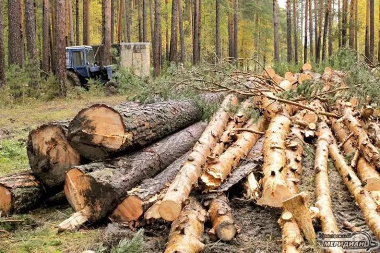 За незаконную вырубку леса четверо свердловчан отправились в колонию