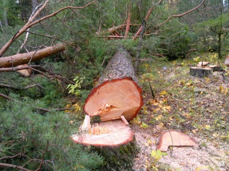 В Томской области неизвестные вырубили более 68 кубометров леса