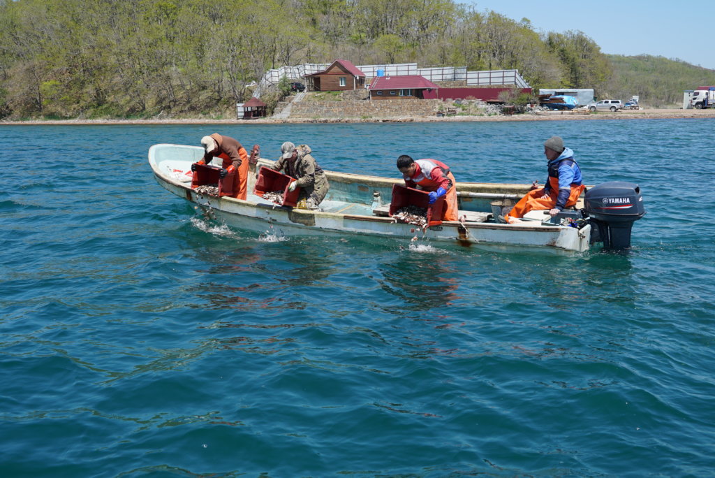 В Приморье в очередной раз выпустили в море молодь морских огурцов и гребешков