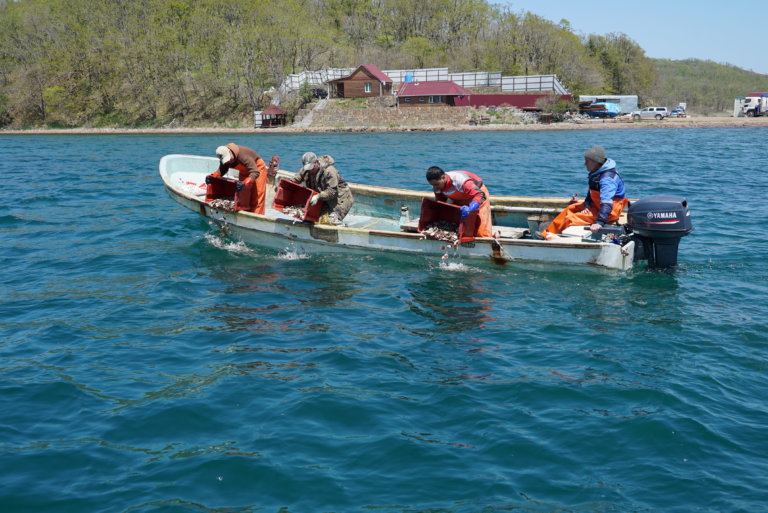 В Приморье в очередной раз выпустили в море молодь морских огурцов и гребешков