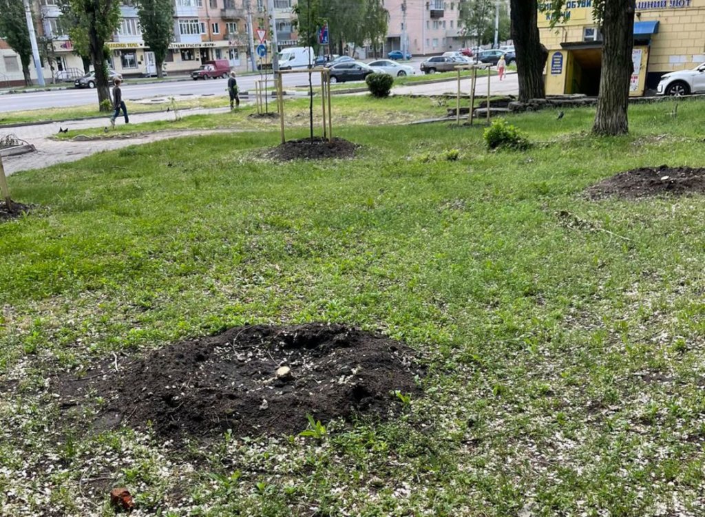 В воронежском сквере вандалы спилили деревья