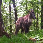 Амурского горала фиксируют фотоловушки нацпарка «Земля леопарда»