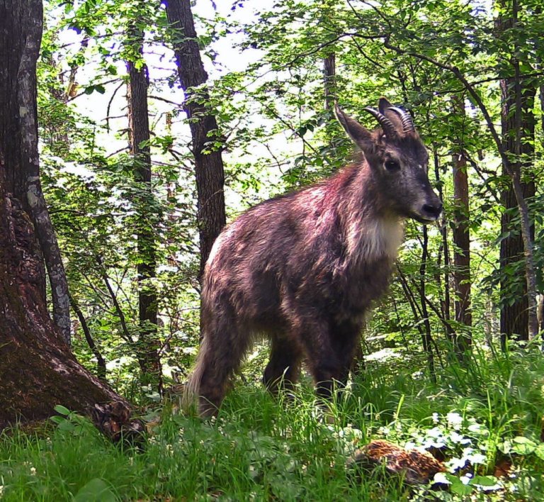 Амурского горала фиксируют фотоловушки нацпарка «Земля леопарда»