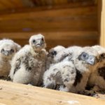 В Сайлюгемском нацпарке выпустили на волю еще десять балобанов
