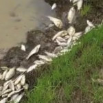 Коренные народы призывают спасти рыбу Амура