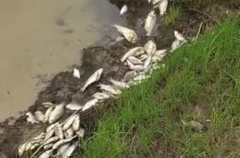Коренные народы призывают спасти рыбу Амура