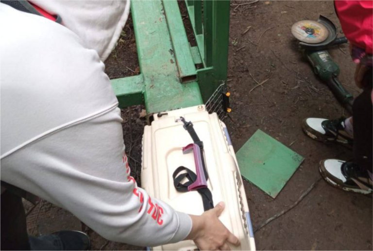 В Битцевском лесу ради спасения кота распилили опору моста