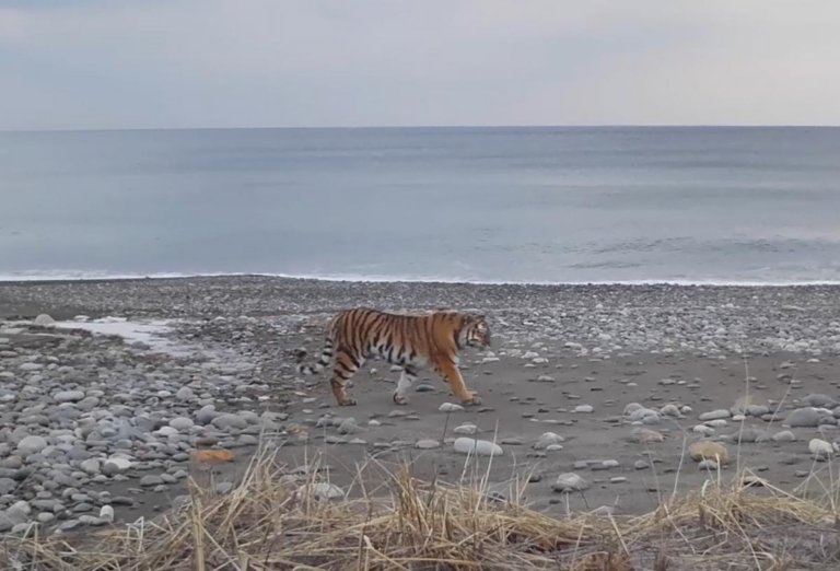 В Сихотэ-Алинском заповеднике объявили имя новой амурской тигрицы