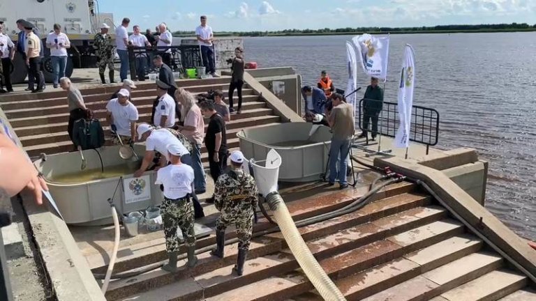20 тысяч мальков сибирского осетра выпустили в Иртыш