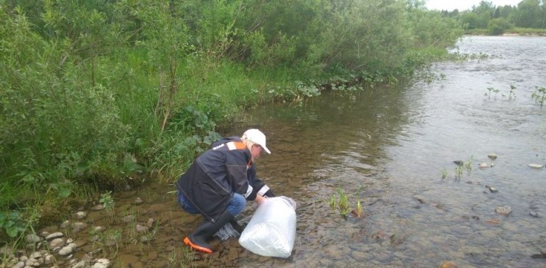 В реку Кузбасса выпустили 15 тысяч мальков редких рыб
