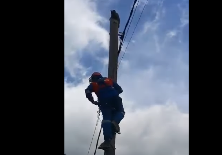 Иркутские электрики сняли кота с опоры электропередач