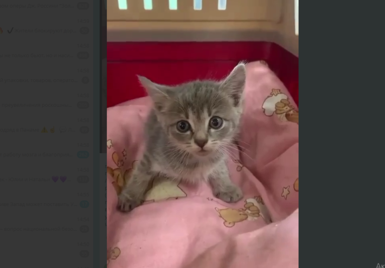 Котенка, над которым издевалась молодая женщина в Люблино, спасла местная жительница