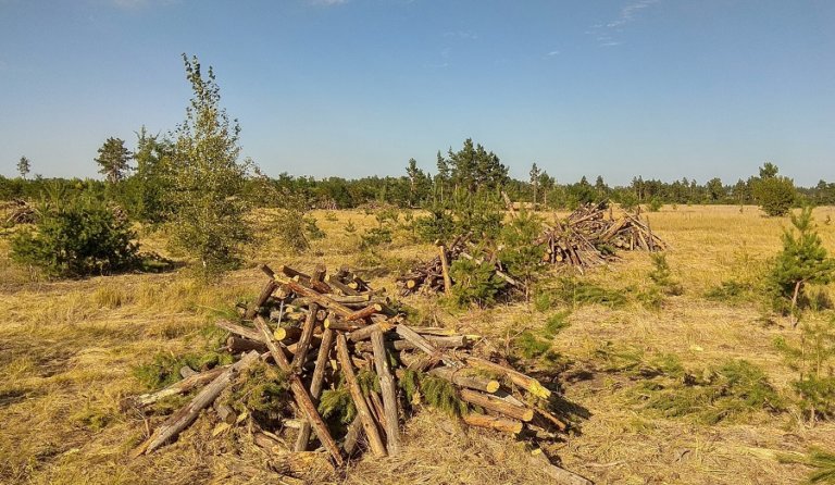 Воронежские леса очищают от неликвидной древесины