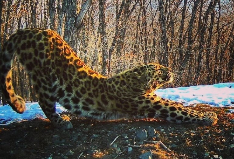 19 сентября – День дальневосточного леопарда