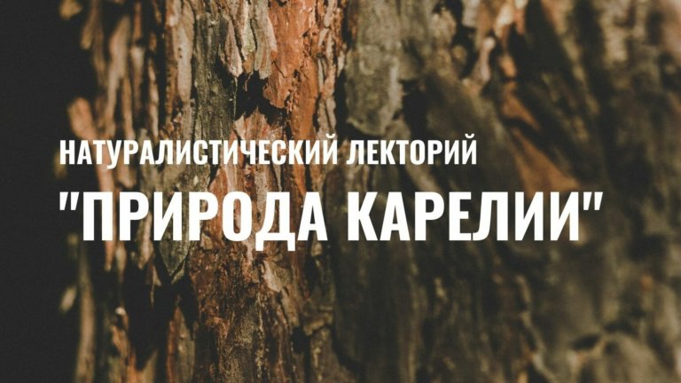 О ней можно говорить часами: о карельской березе расскажет ученый
