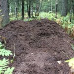 В национальном парке «Таганай» медведь разрушил муравейники