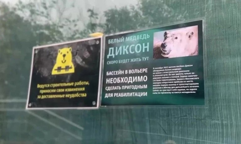 Светлана Акулова: Операция по извлечению пуль медведю не требуется