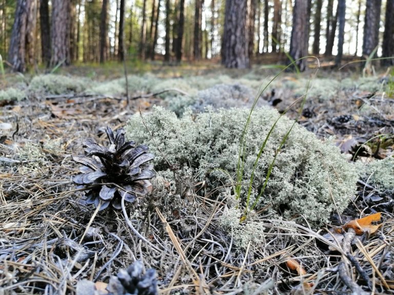 В «Бузулукском бору» появится тепличный лесопитомник