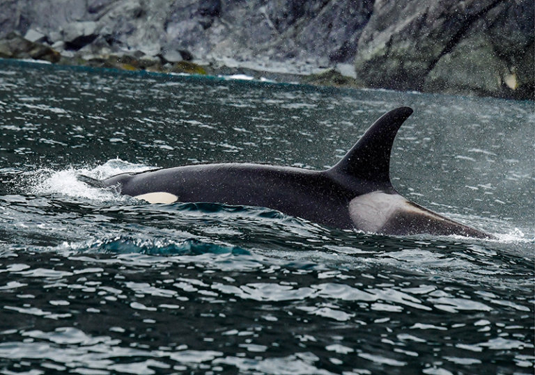 Дальневосточные косатки вышли из моря в Амур