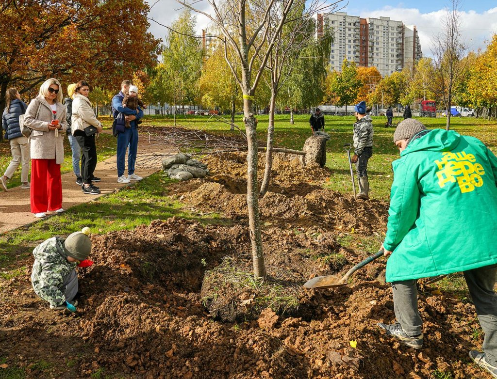 На несколько тысяч деревьев стало больше в Москве этой осенью