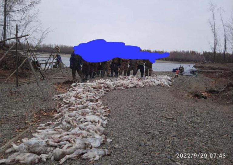 Браконьеры убили сотни зайцев в Якутии