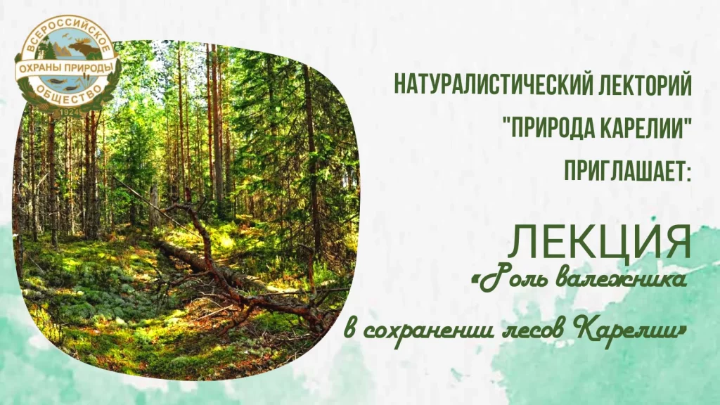 Ученый расскажет о роли валежника в сохранении лесов Карелии
