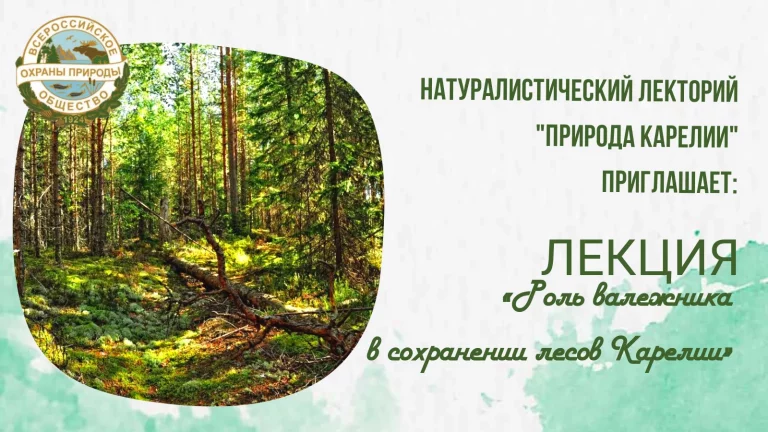 Ученый расскажет о роли валежника в сохранении лесов Карелии