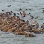 Лежбище моржей на Ямале необходимо взять под охрану