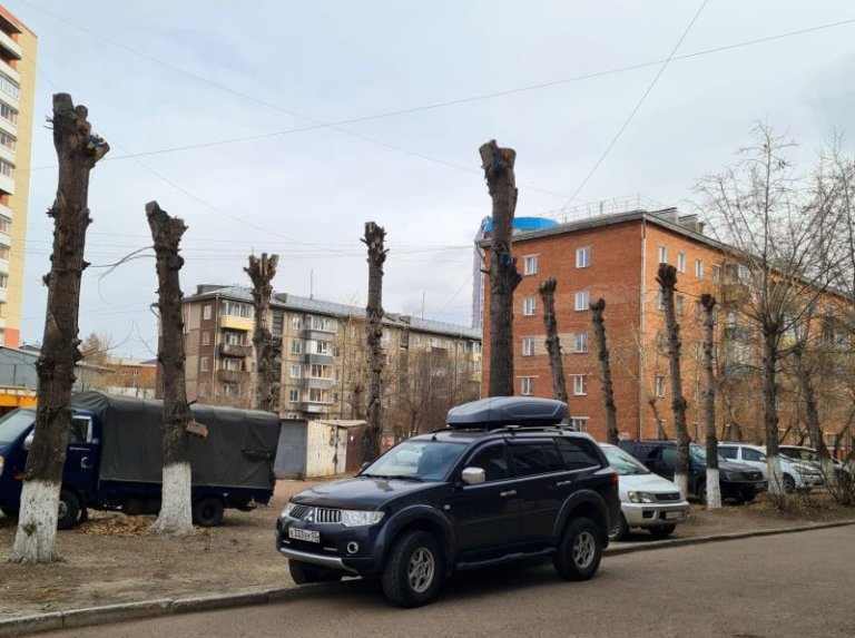 В Улан-Удэ люди возмущены превращением деревьев в обрубки