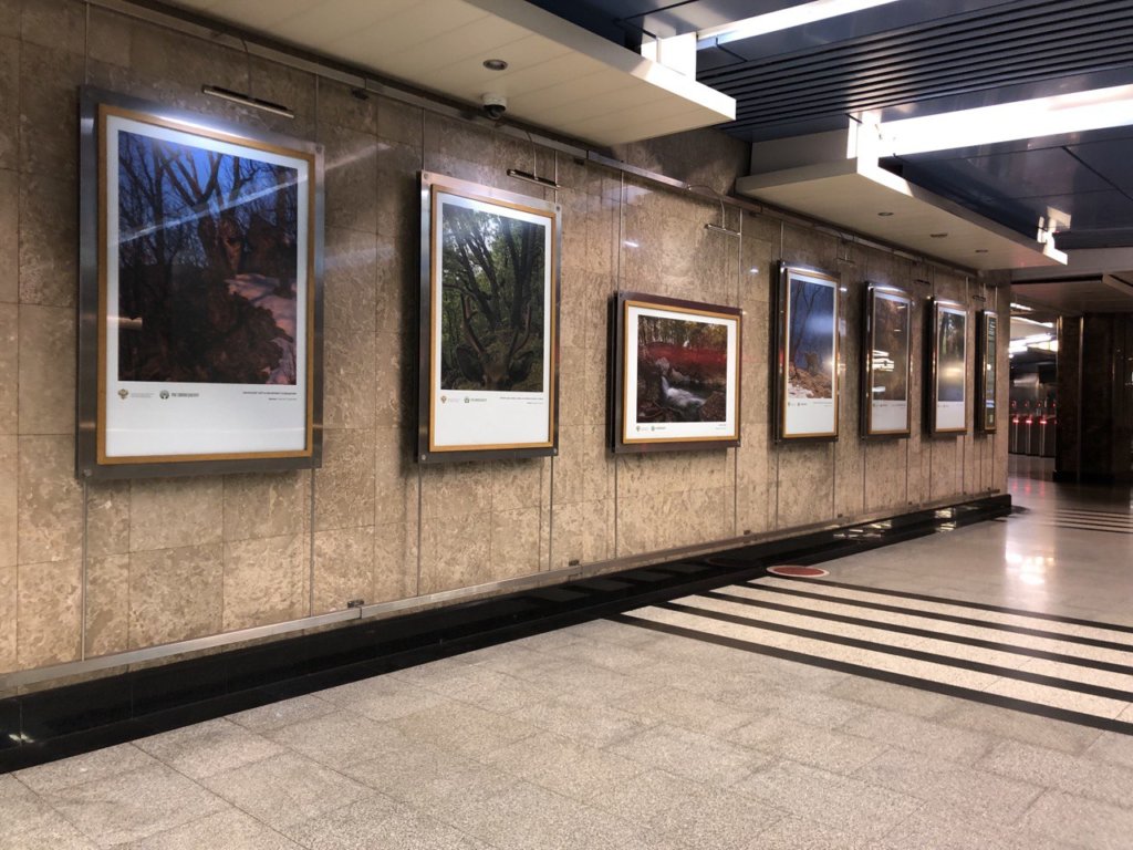 В московском метро поселились амурские тигры